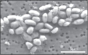503457main_arsenic_full Il microbo GFAJ-1