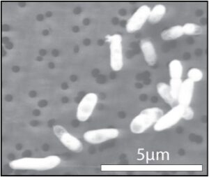 503458main_phosphorus_full Il microbo GFAJ-1 nel fosforo
