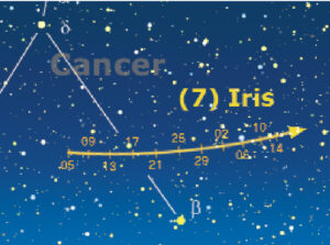 7 iris