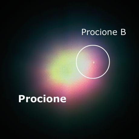 Procione B