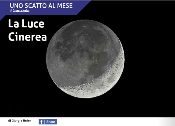 Luce cinerea hofer