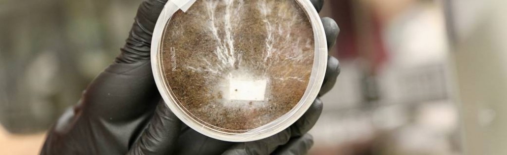 1599px-t-stanford-brown-risd-exp_regolith