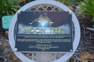 kennedy_tree_plaque
