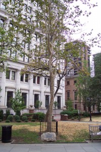philadelphia_tree2
