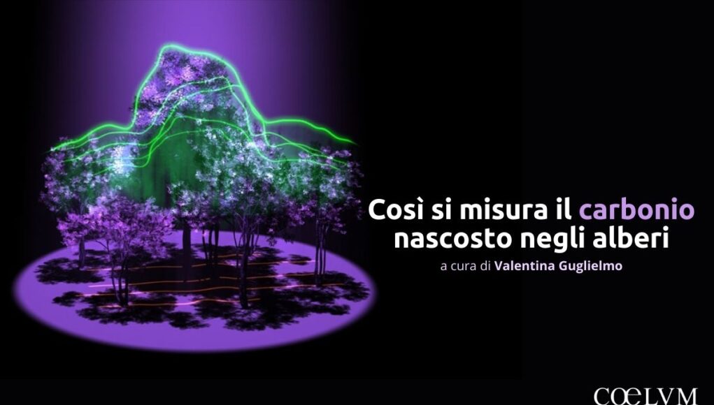 Così si misura il carbonio nascosto negli alberi