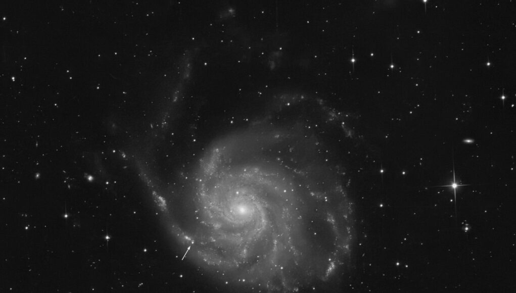 SN2023ixf_M101 Ligustri