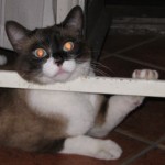 Foto del profilo di Ambrogio Calati