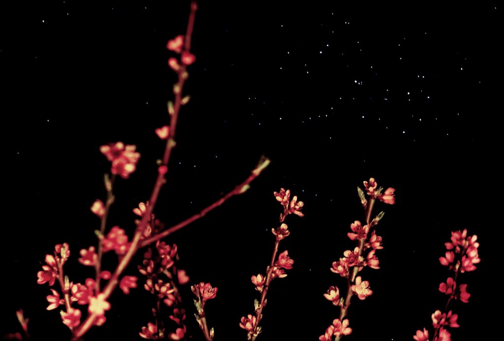 Fiori rosa, fiori di pesco… tra le Pleiadi