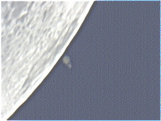 Occultazione di Saturno