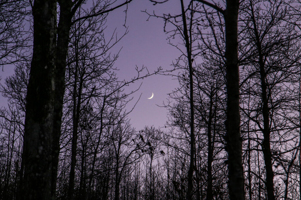 Falce di Luna