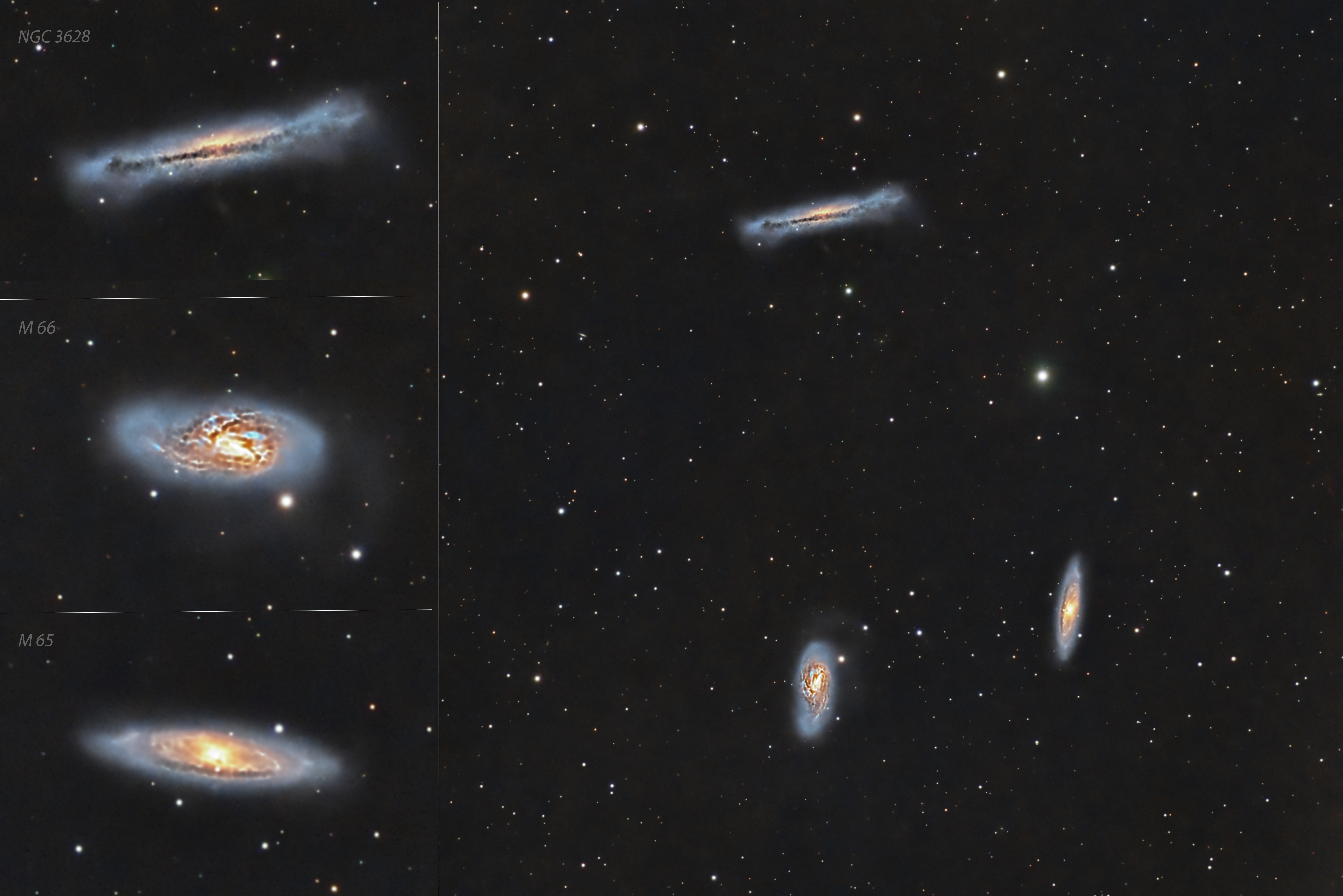 IMMAGINE TRIPLETTO DEL LEONE  CREDITI: SIMONE PENDOLO DALLA GALLERY DI PHOTOCOELUM 