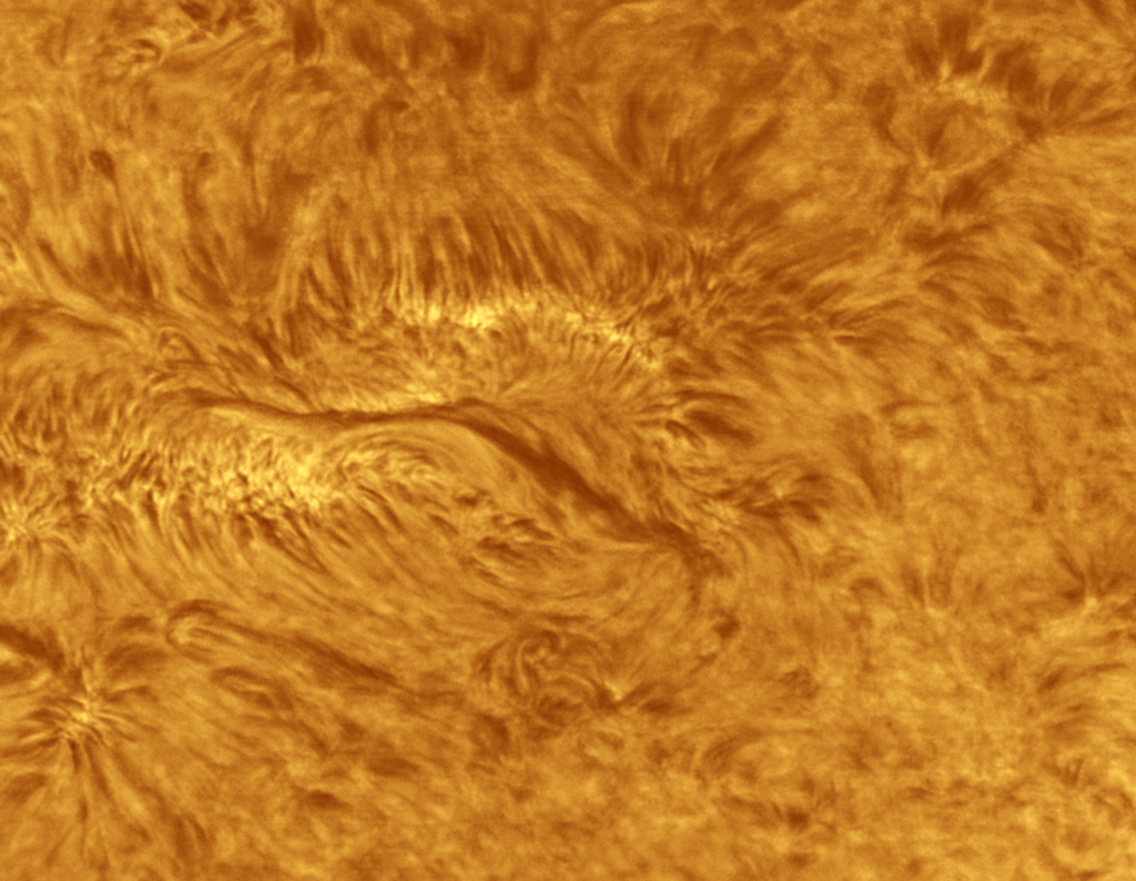 Sole in halfa